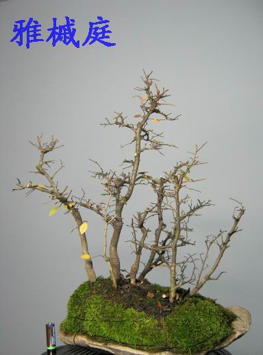 С ת IMG_0380.JPG