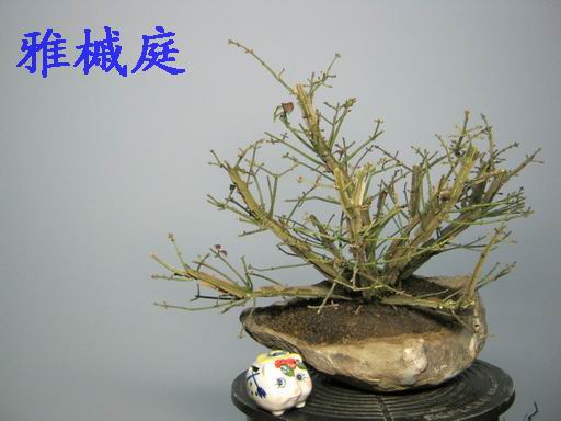 С IMG_0366.JPG