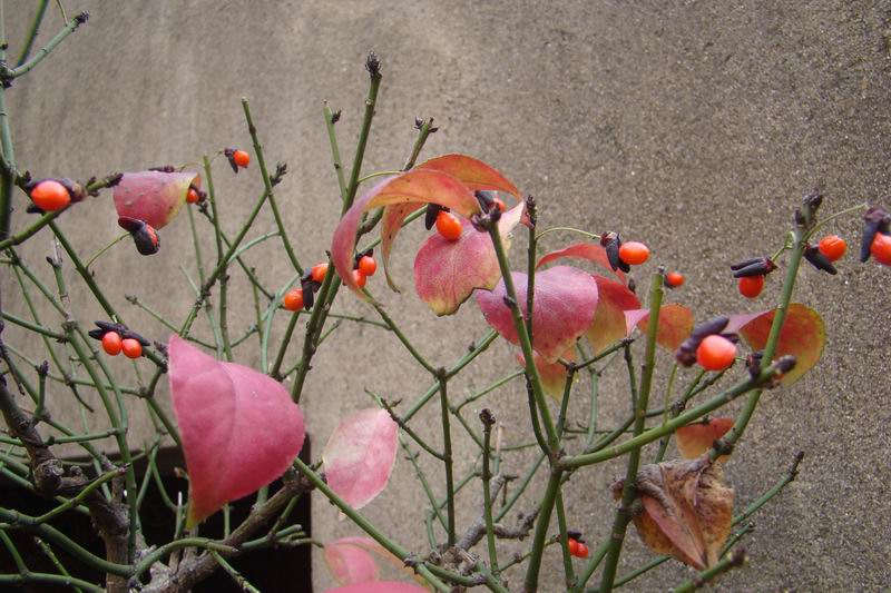 DSC03651.jpg