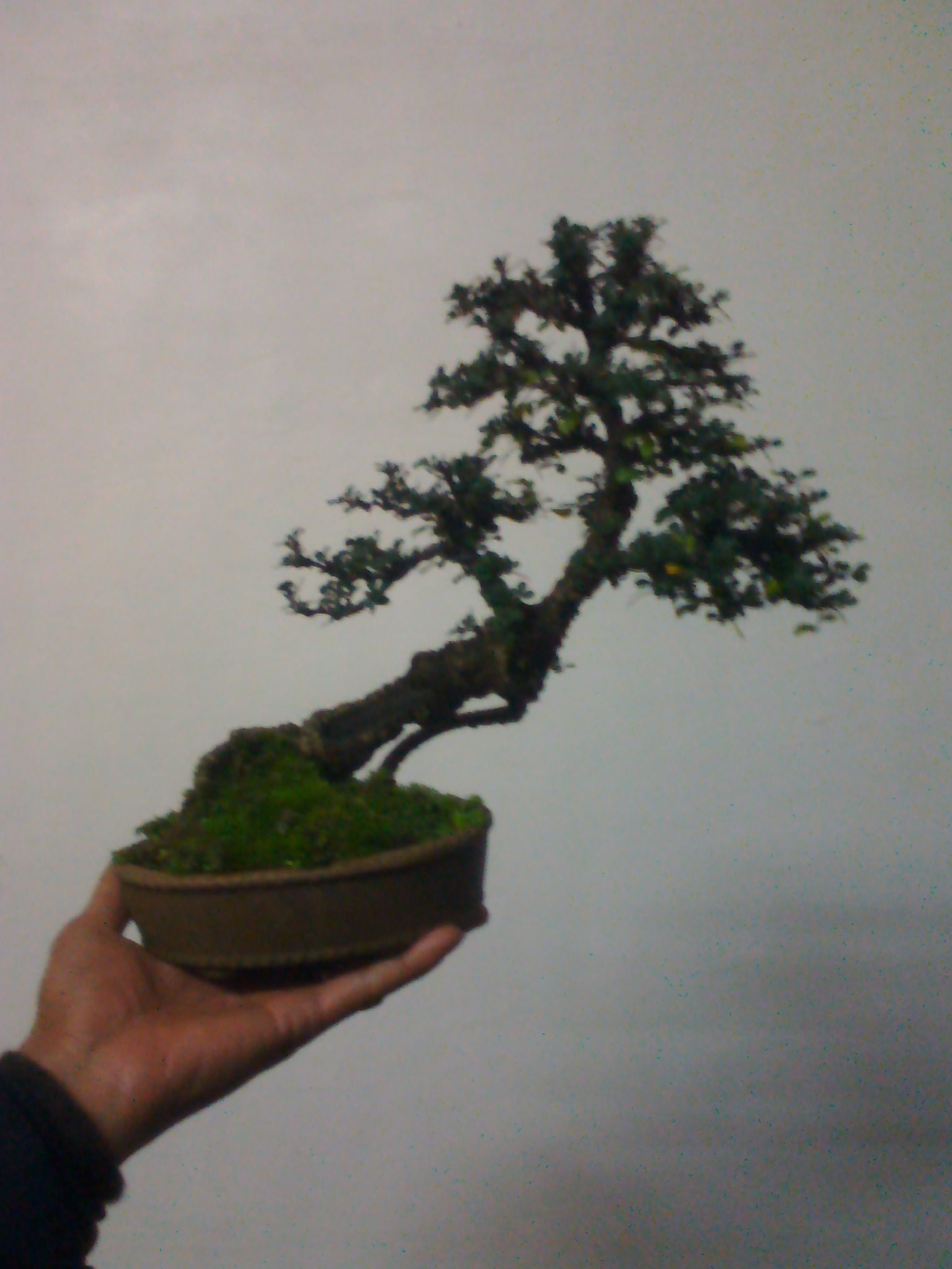 IMG_20111210_173912.jpg