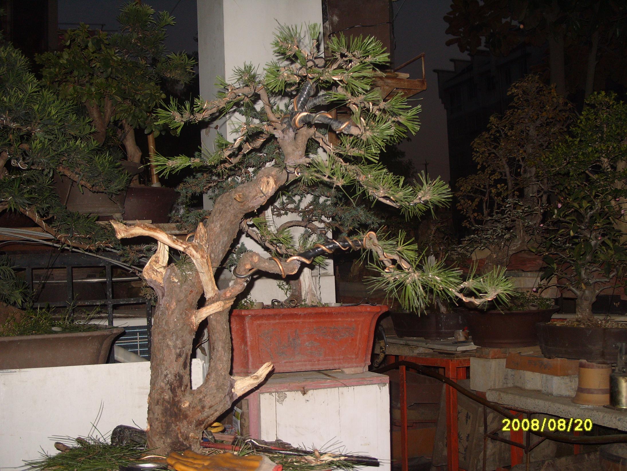 S1053897.JPG