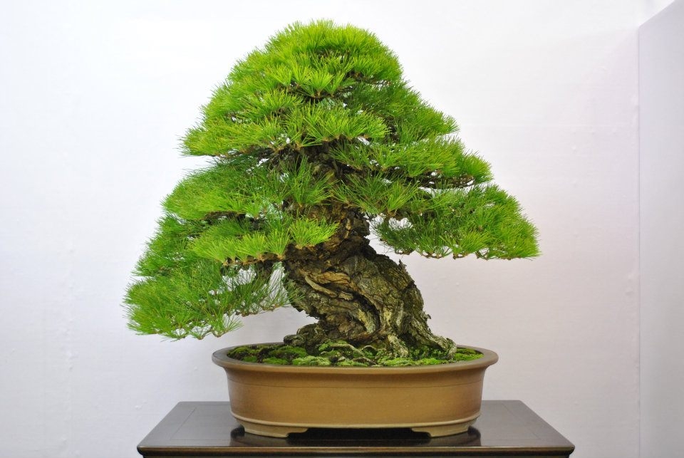 Taikan Ten 2011 002.jpg
