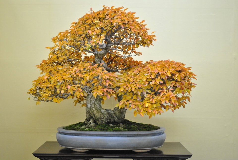 Taikan Ten 2011 004.jpg