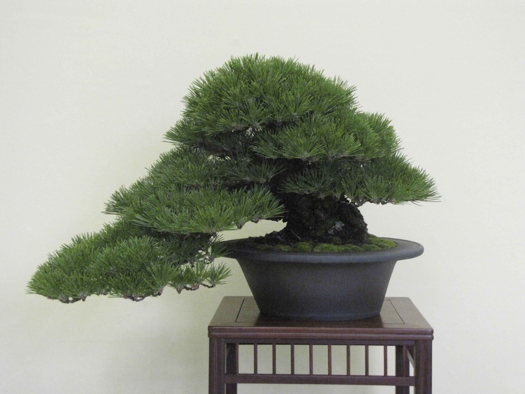 Taikan Ten 2011 015.jpg