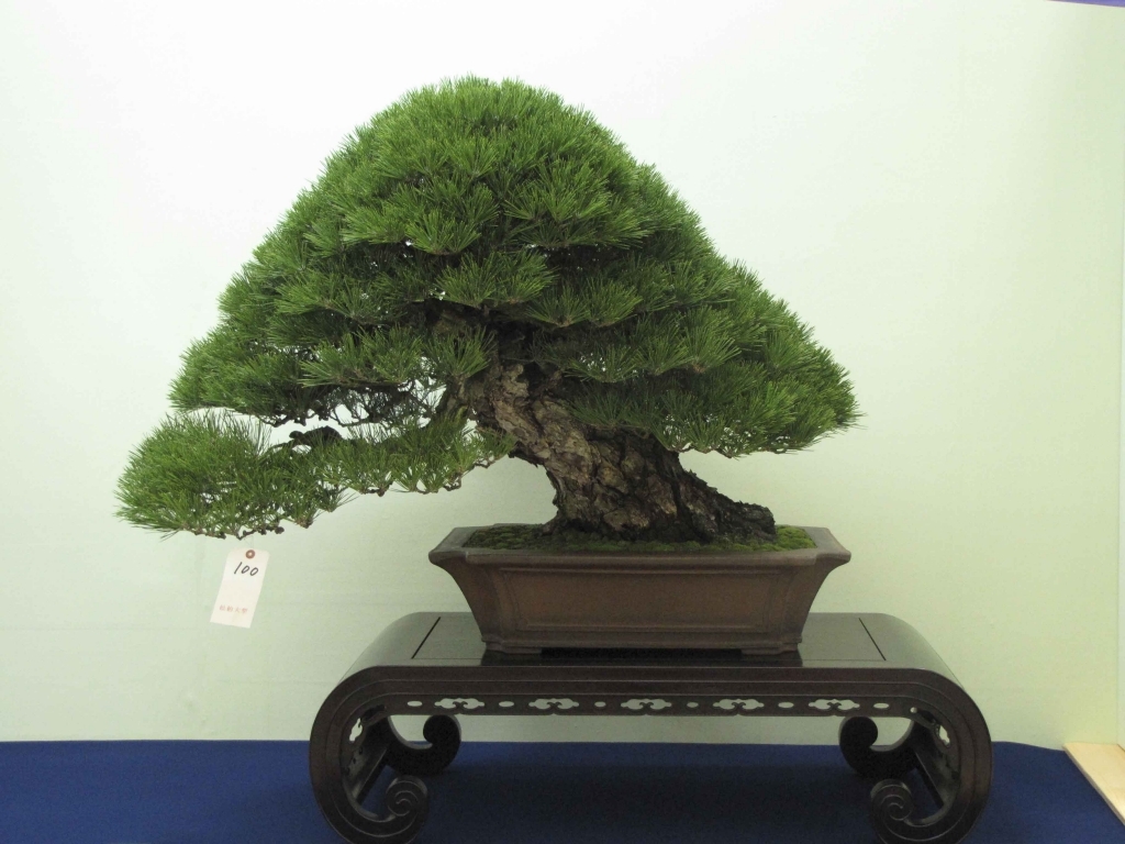 Taikan Ten 2011 017.jpg