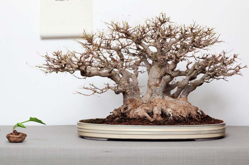 National Bonsai Congress Portugal  2011 Exhibition 020.jpg
