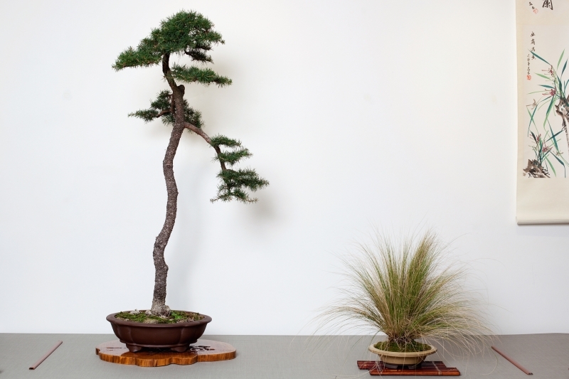 National Bonsai Congress Portugal  2011 Exhibition 026.jpg