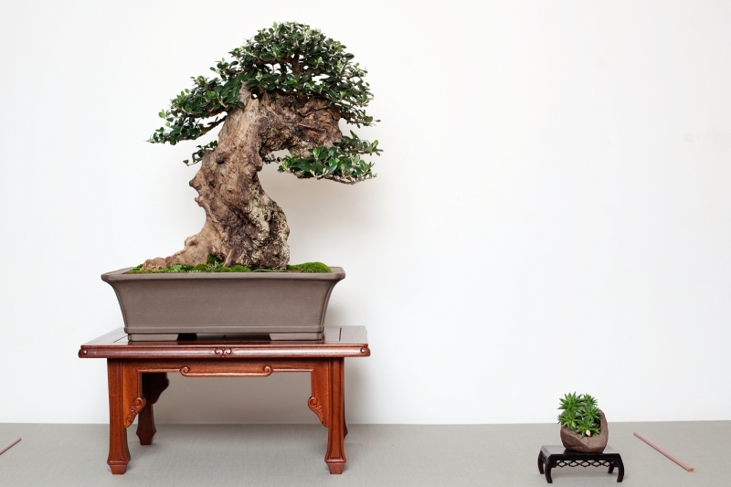 National Bonsai Congress Portugal  2011 Exhibition 041.jpg