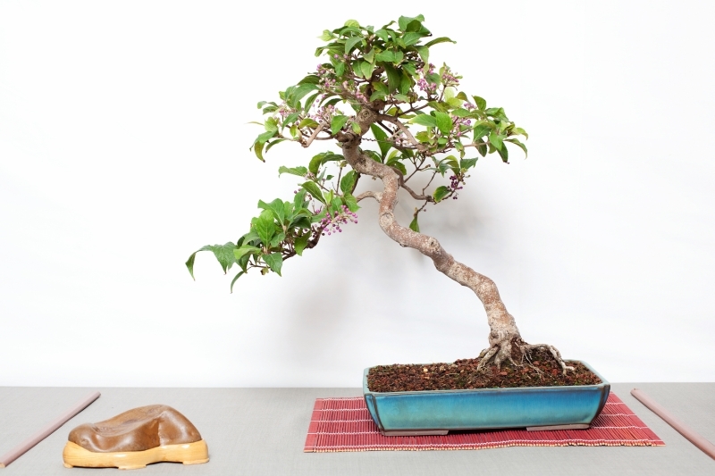 National Bonsai Congress Portugal  2011 Exhibition 042.jpg