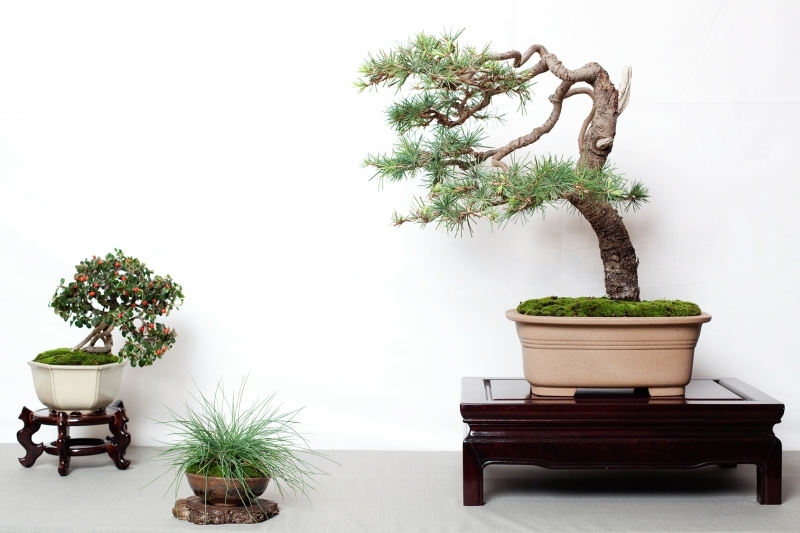 National Bonsai Congress Portugal  2011 Exhibition 043.jpg
