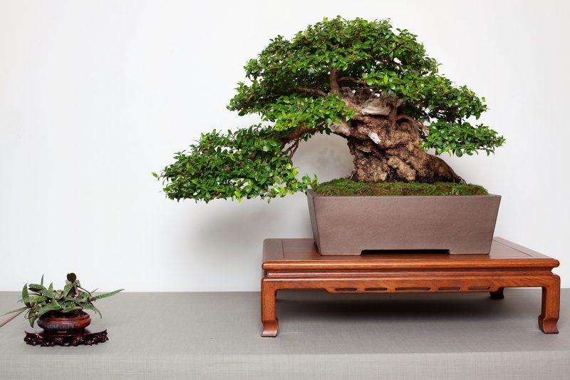 National Bonsai Congress Portugal  2011 Exhibition 047.jpg