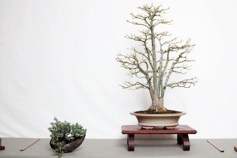 National Bonsai Congress Portugal  2011 Exhibition 050.jpg