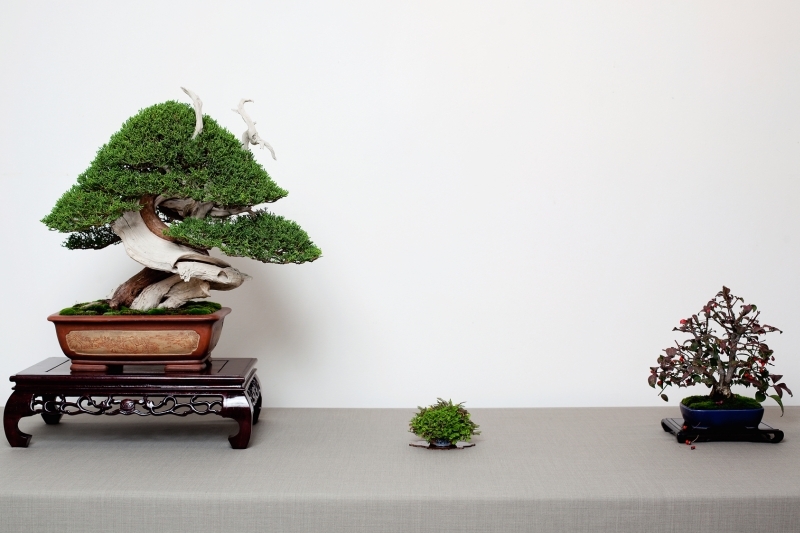 National Bonsai Congress Portugal  2011 Exhibition 005.jpg