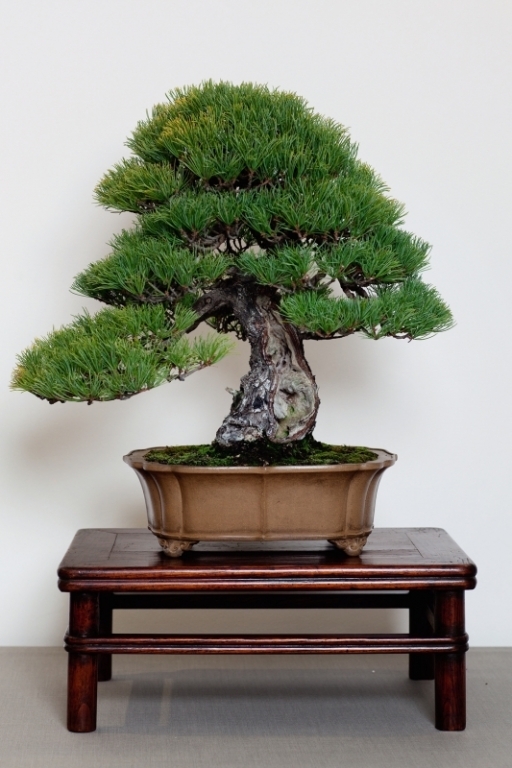 National Bonsai Congress Portugal  2011 Exhibition 007.jpg