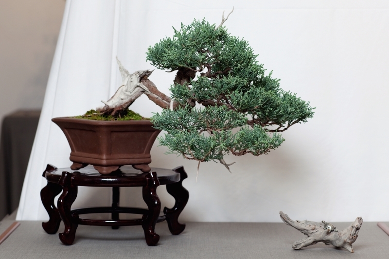 National Bonsai Congress Portugal  2011 Exhibition 009.jpg