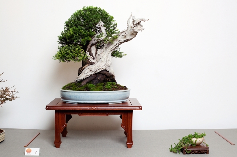 National Bonsai Congress Portugal  2011 Exhibition 018.jpg