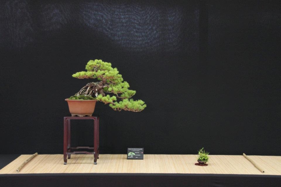 Festival International du Bonsai Saulieu 8 & 9 october 2011 023.jpg