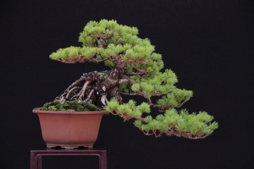 Festival International du Bonsai Saulieu 8 & 9 october 2011 025.jpg