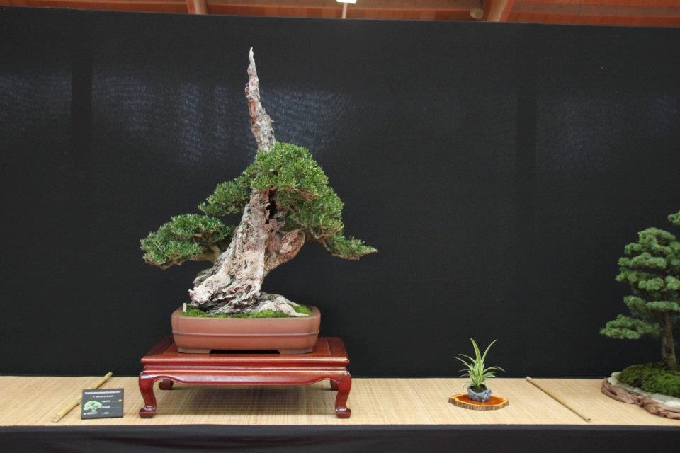 Festival International du Bonsai Saulieu 8 & 9 october 2011 026.jpg