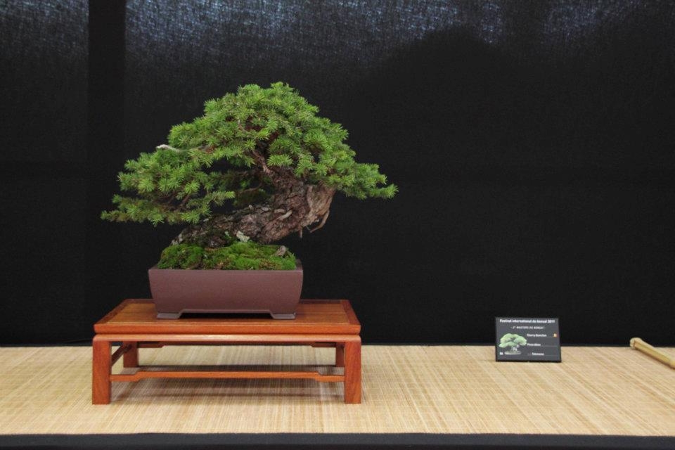 Festival International du Bonsai Saulieu 8 & 9 october 2011 042.jpg