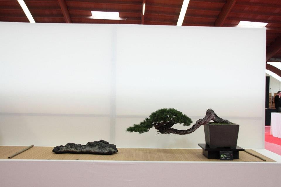 Festival International du Bonsai Saulieu 8 & 9 october 2011 046.jpg