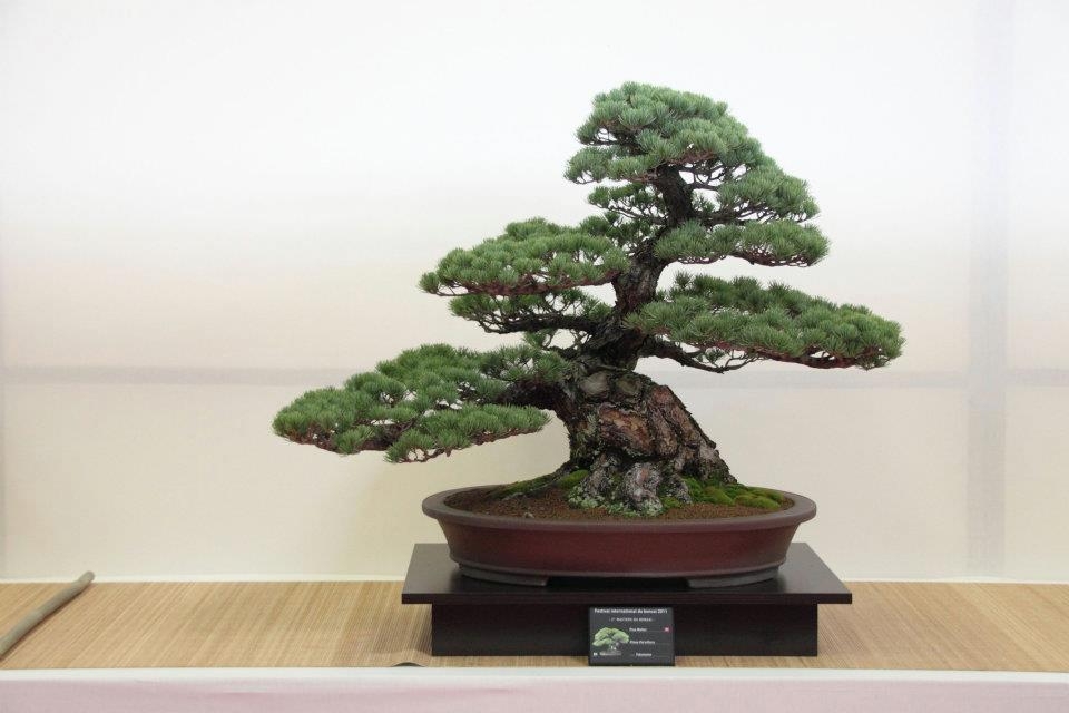 Festival International du Bonsai Saulieu 8 & 9 october 2011 049.jpg