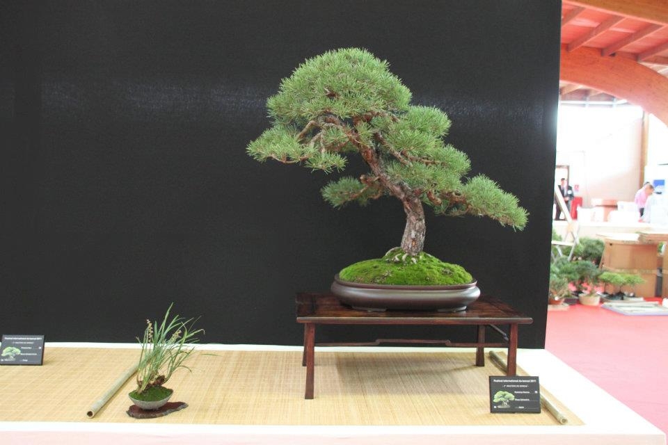 Festival International du Bonsai Saulieu 8 & 9 october 2011 058.jpg