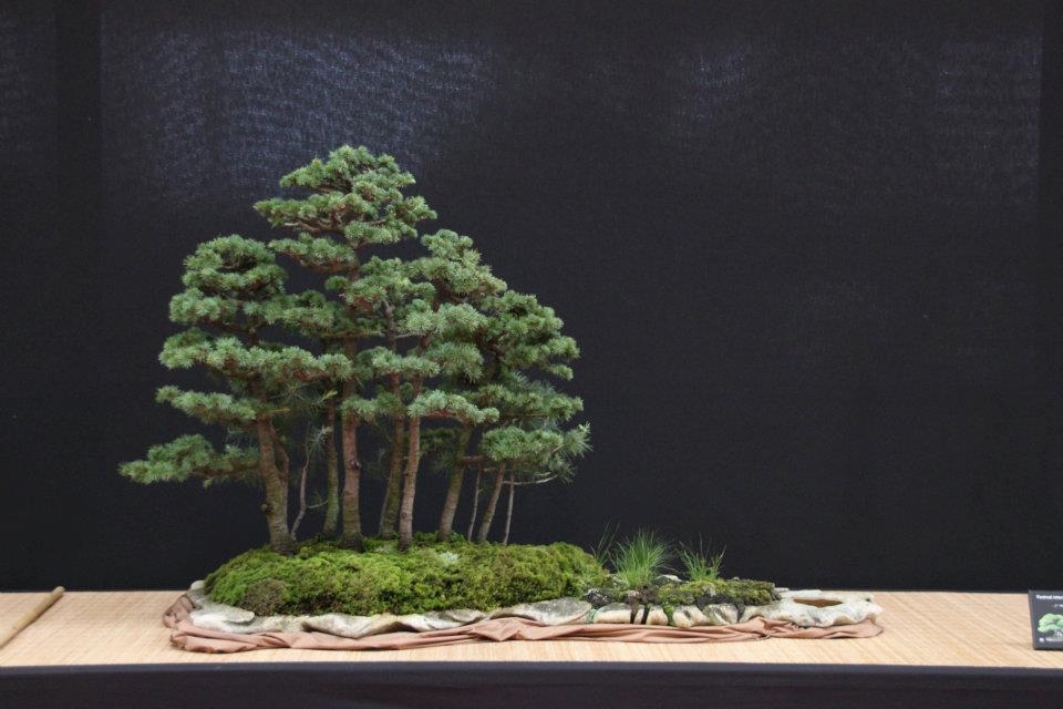 Festival International du Bonsai Saulieu 8 & 9 october 2011 064.jpg