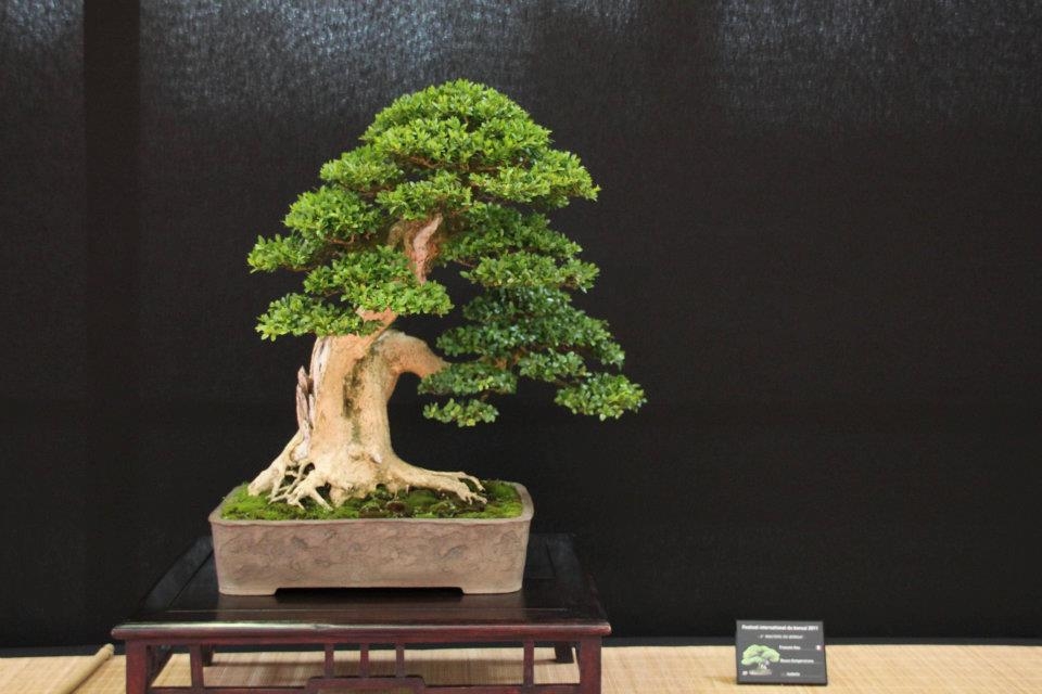 Festival International du Bonsai Saulieu 8 & 9 october 2011 068.jpg
