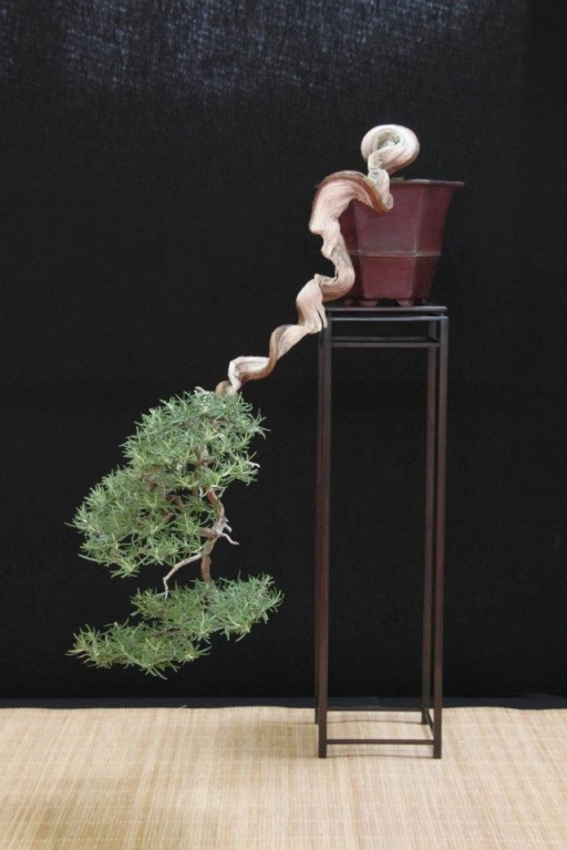 Festival International du Bonsai Saulieu 8 & 9 october 2011 070.jpg
