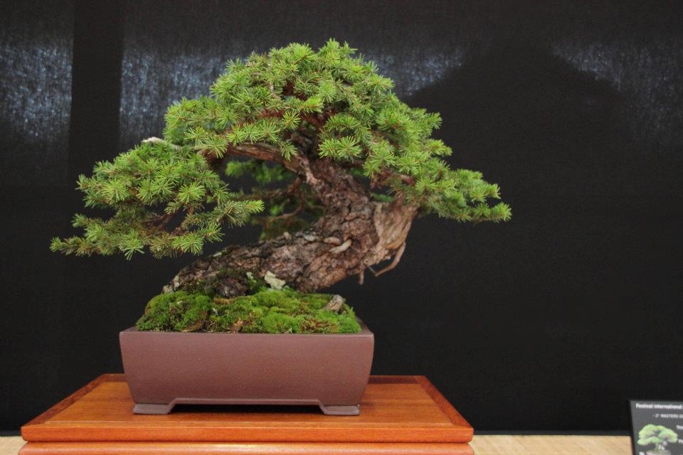 Festival International du Bonsai Saulieu 8 & 9 october 2011 072.jpg