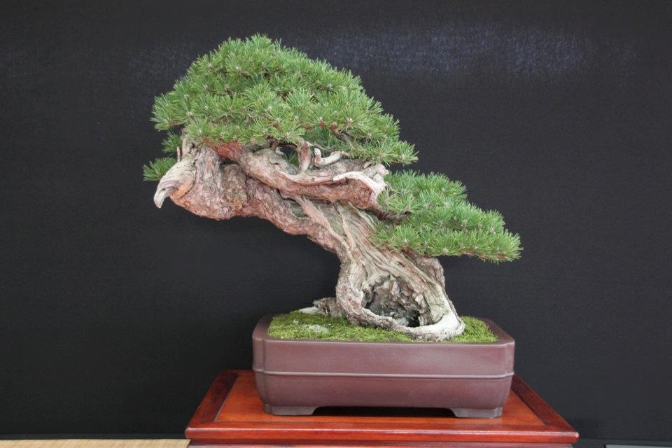 Festival International du Bonsai Saulieu 8 & 9 october 2011 076.jpg