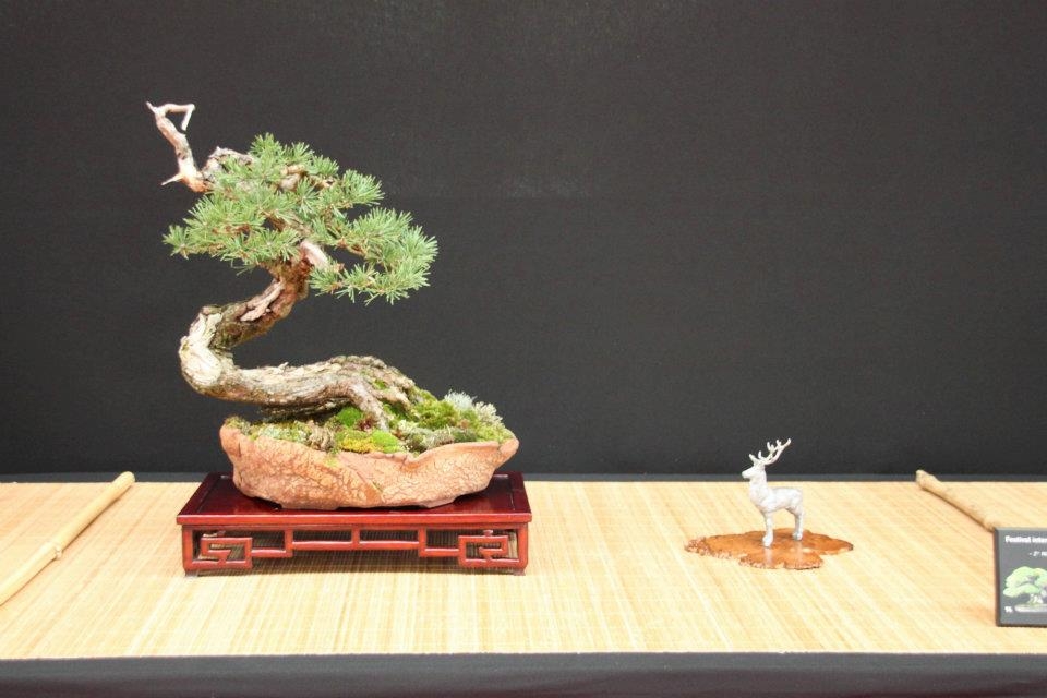Festival International du Bonsai Saulieu 8 & 9 october 2011 079.jpg