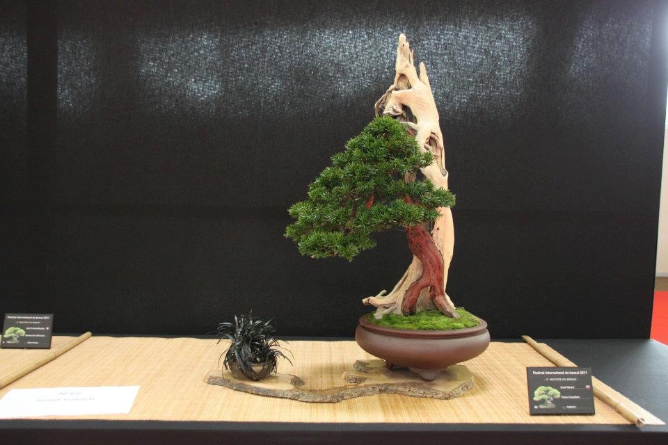 Festival International du Bonsai Saulieu 8 & 9 october 2011 083.jpg
