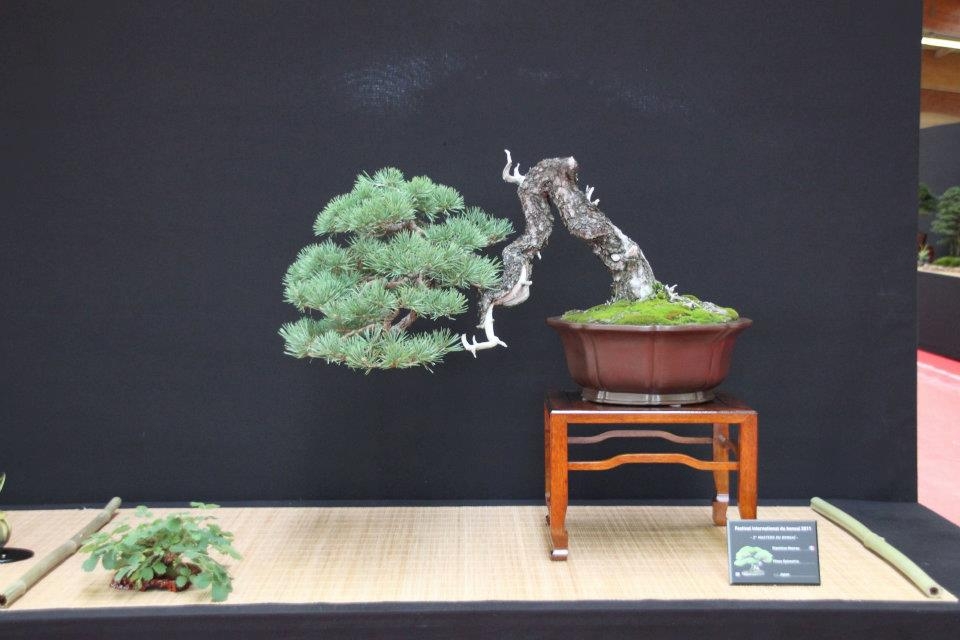 Festival International du Bonsai Saulieu 8 & 9 october 2011 086.jpg