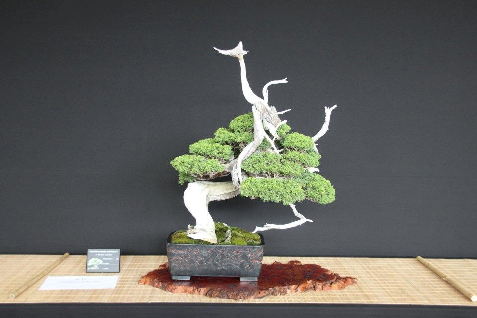 Festival International du Bonsai Saulieu 8 & 9 october 2011 087.jpg