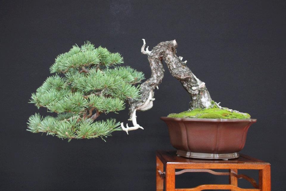 Festival International du Bonsai Saulieu 8 & 9 october 2011 088.jpg