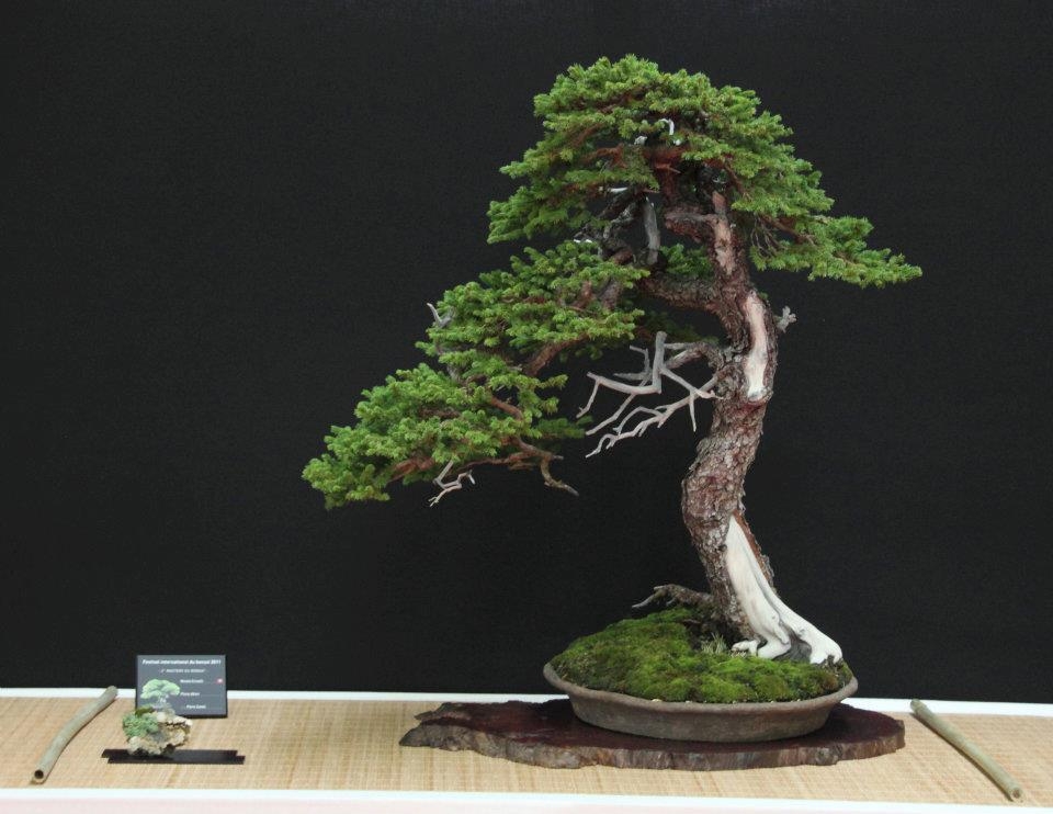 Festival International du Bonsai Saulieu 8 & 9 october 2011.jpg