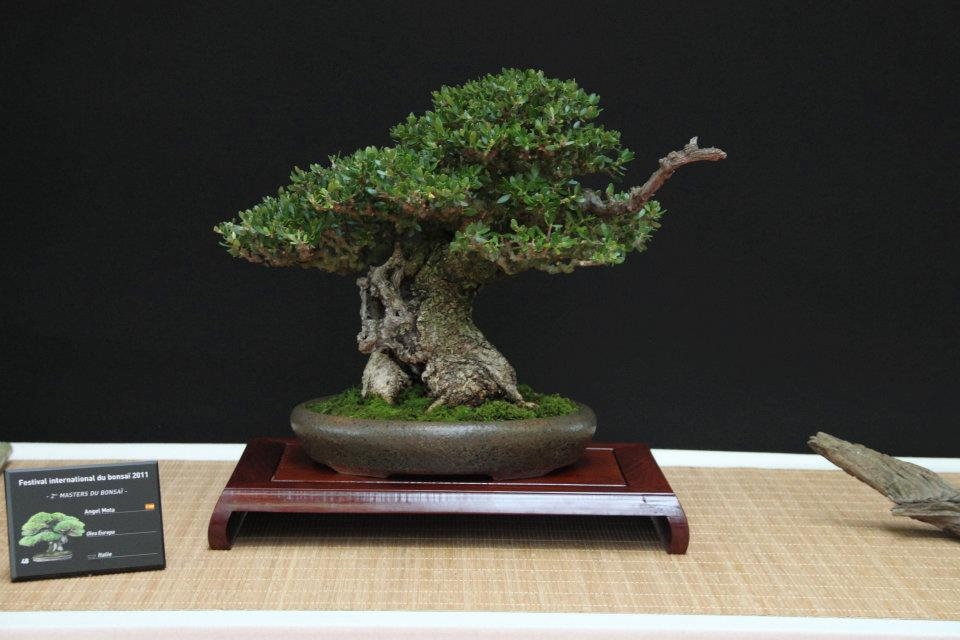 Festival International du Bonsai Saulieu 8 & 9 october 2011.jpg1.jpg
