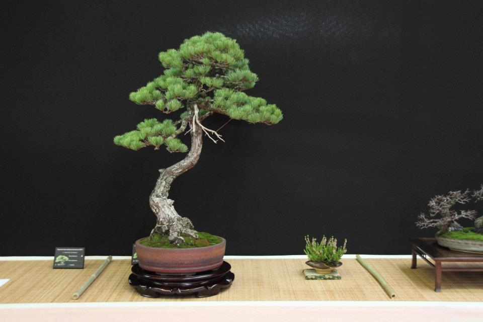Festival International du Bonsai Saulieu 8 & 9 october 2011 021.jpg