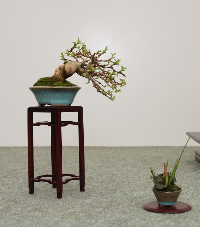 BSA Shohin Off 2011 010.jpg