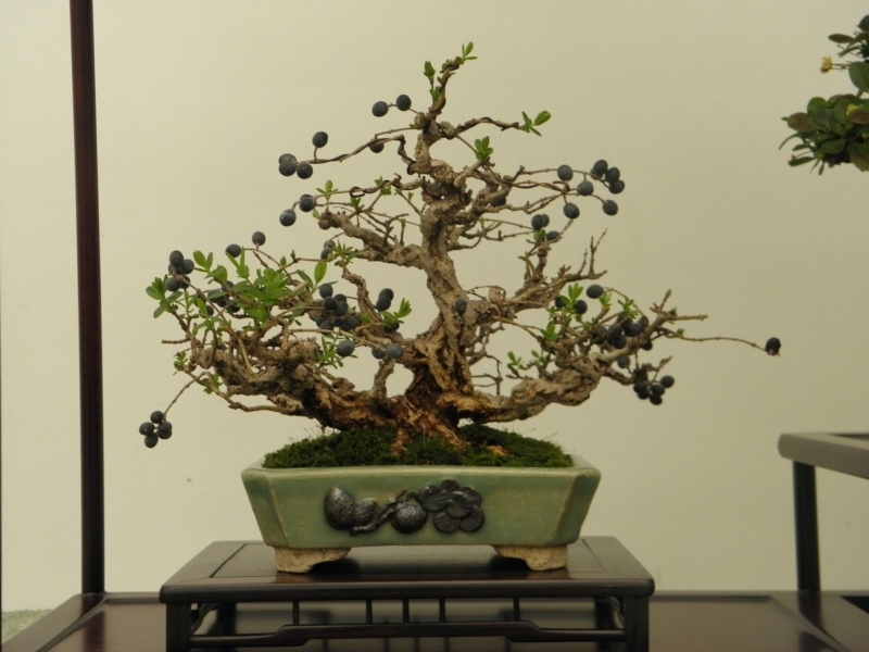 BSA Shohin Off 2011 025.jpg