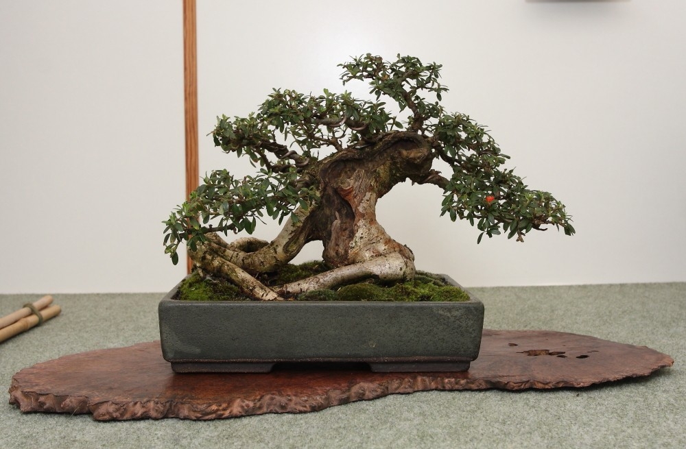 BSA Shohin Off 2011 029.jpg