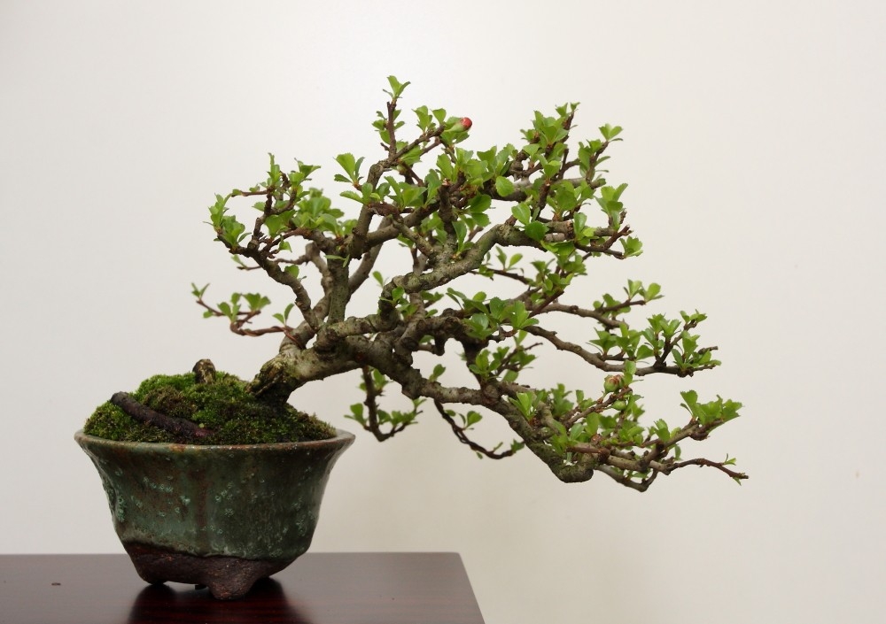 BSA Shohin Off 2011 031.jpg