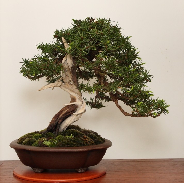 BSA Shohin Off 2011 040.jpg