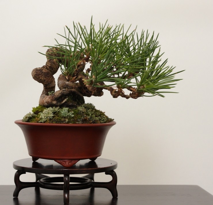 BSA Shohin Off 2011 045.jpg