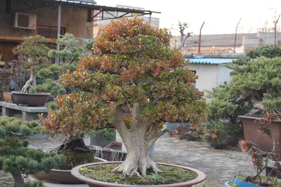 DSC00786.JPG