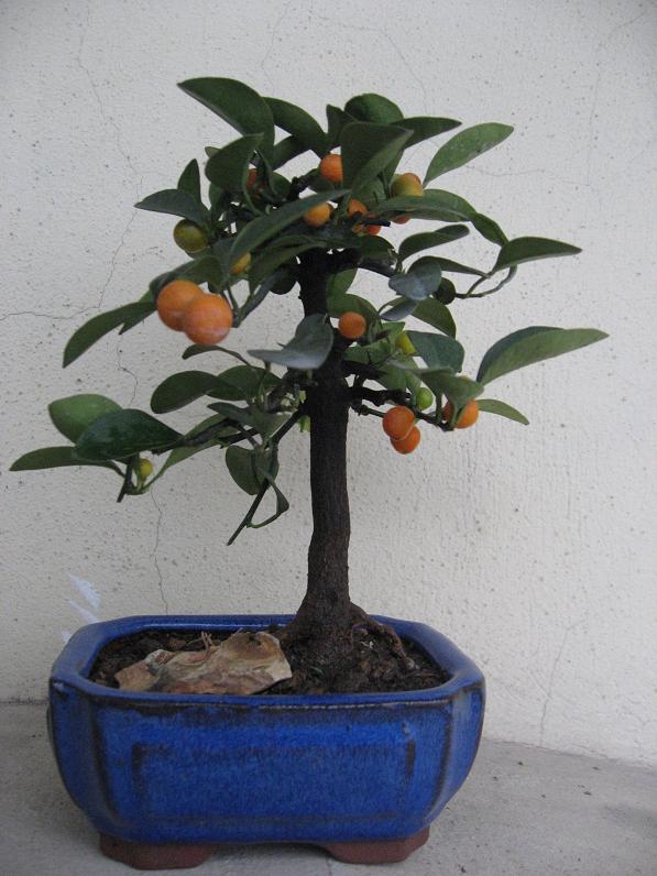 Ƭ 080.jpg