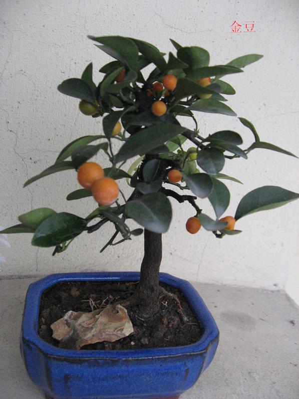 Ƭ 081.jpg
