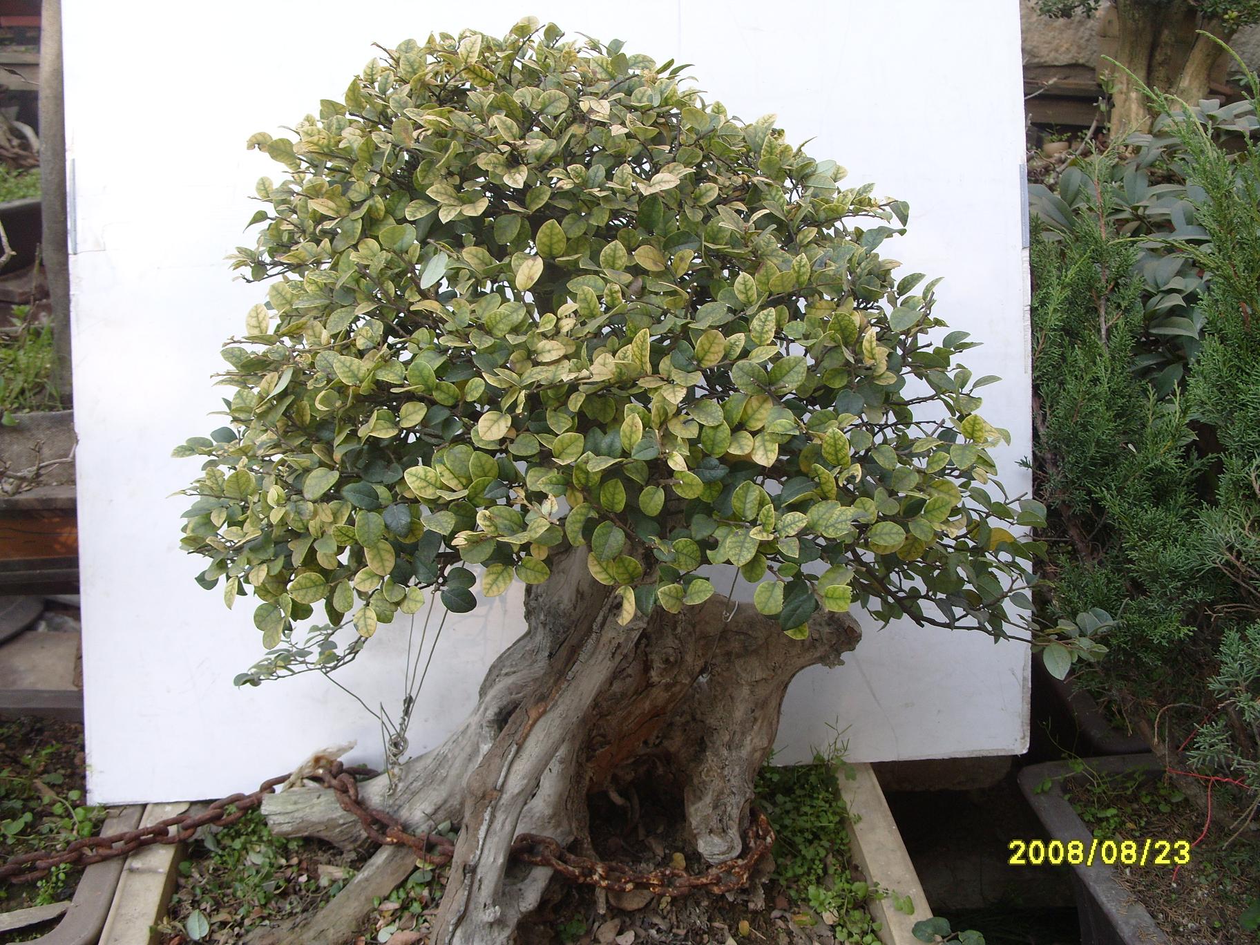 S1053980.JPG